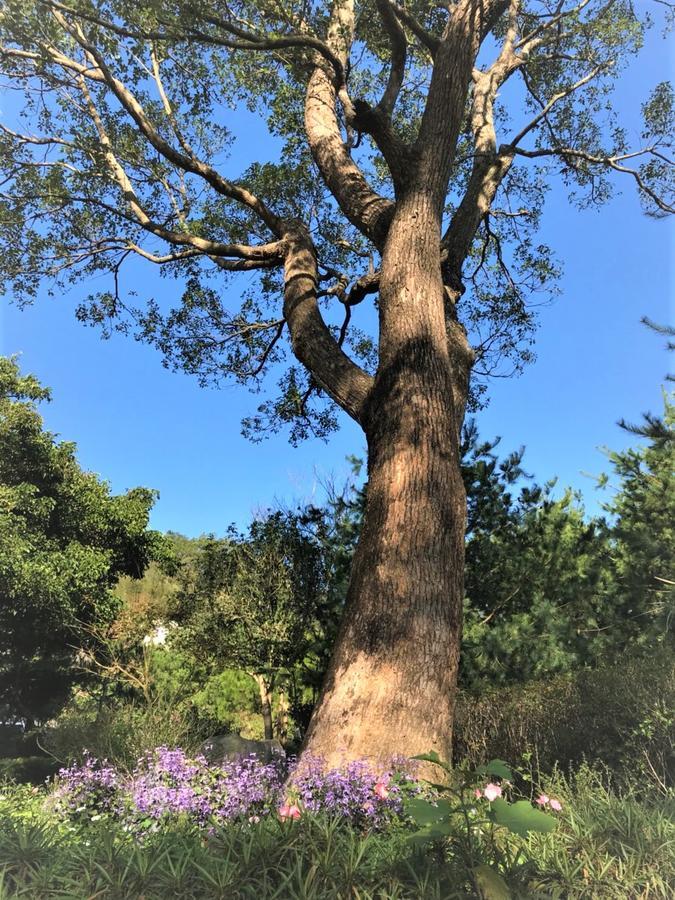 Around The Tree Manor Daire Shitan Oda fotoğraf